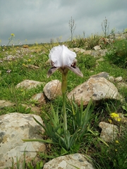 Iris hermona