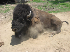 Animalia
