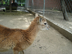 Animalia