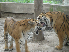 Animalia