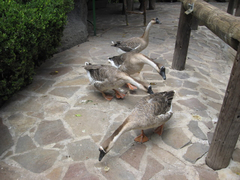 Animalia
