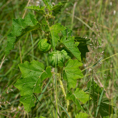 Solanum palinacanthum
