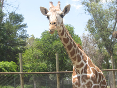 Animalia