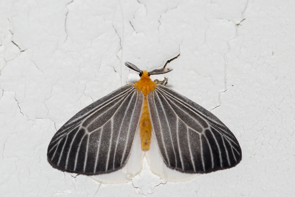 Birnara bicolor from Kinabalu Mountain Lodge, Sabah on August 1, 2023 ...