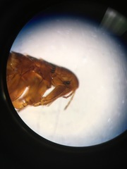 Ceratophyllidae