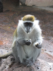 Animalia