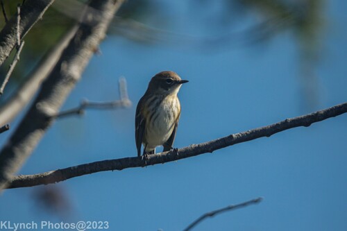 Yellow-rumped Warbler photographed in Rhode Island