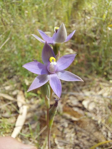 Image of Thelymitra arenaria by (c) Brendan Costello, some rights reserved (CC BY)