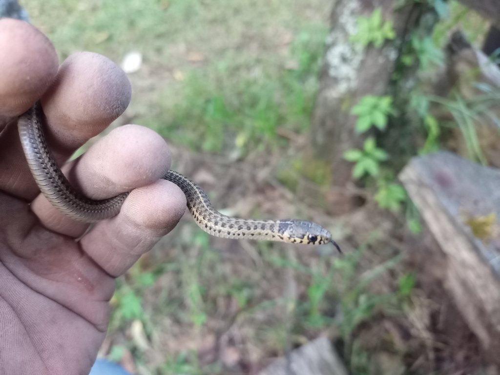 Longtail Alpine Garter Snake From 49346 Jal., México On October 22 ...