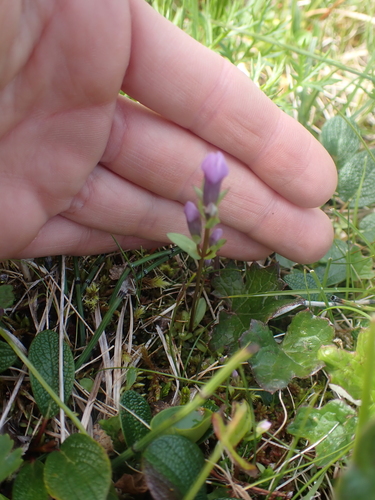 Image of Gentianella propinqua by no rights reserved