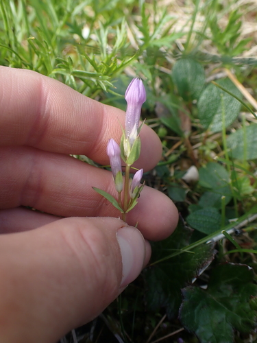 Image of Gentianella propinqua by no rights reserved