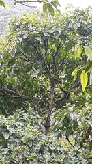 Dendropanax