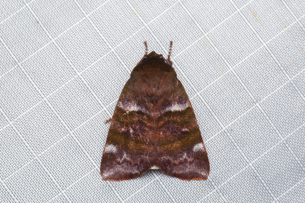 Calymera elaeogramma