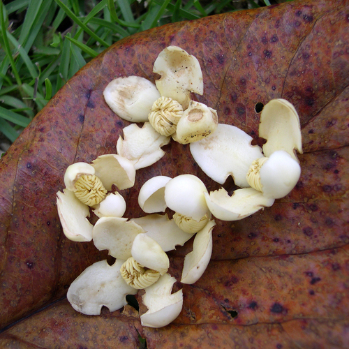 Grias cauliflora, photograph 3