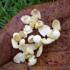 Grias cauliflora, photograph (c) M. Whitson, some rights reserved (CC BY)