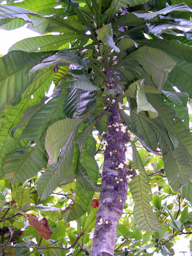 Grias cauliflora, photograph 2