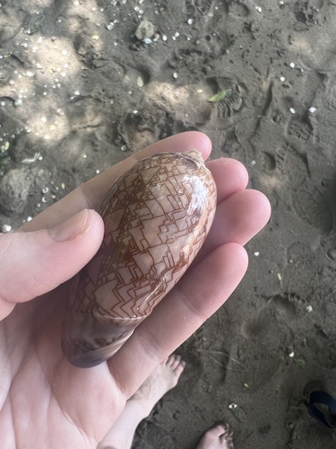 Oliva porphyria, 2023-10-18