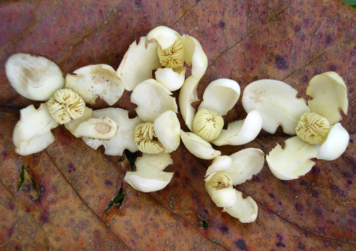 Anchovy-pear (Grias cauliflora)