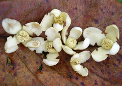 Grias cauliflora image