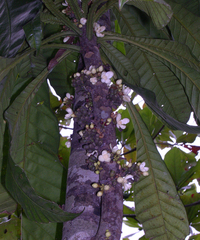 Grias cauliflora