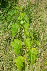 Solanum palinacanthum