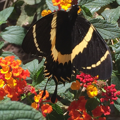 Papilio garamas garamas