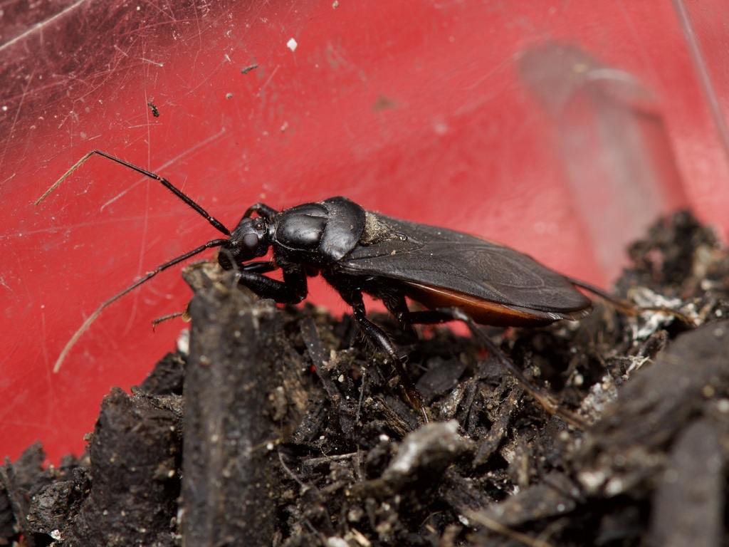 Black Corsair from Lake Darby Estates, Lake Darby, OH 43119, USA on ...