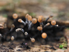 Stilbocrea gracilipes - Photo (c) Julian Fuchs, some rights reserved (CC BY-NC), uploaded by Julian Fuchs