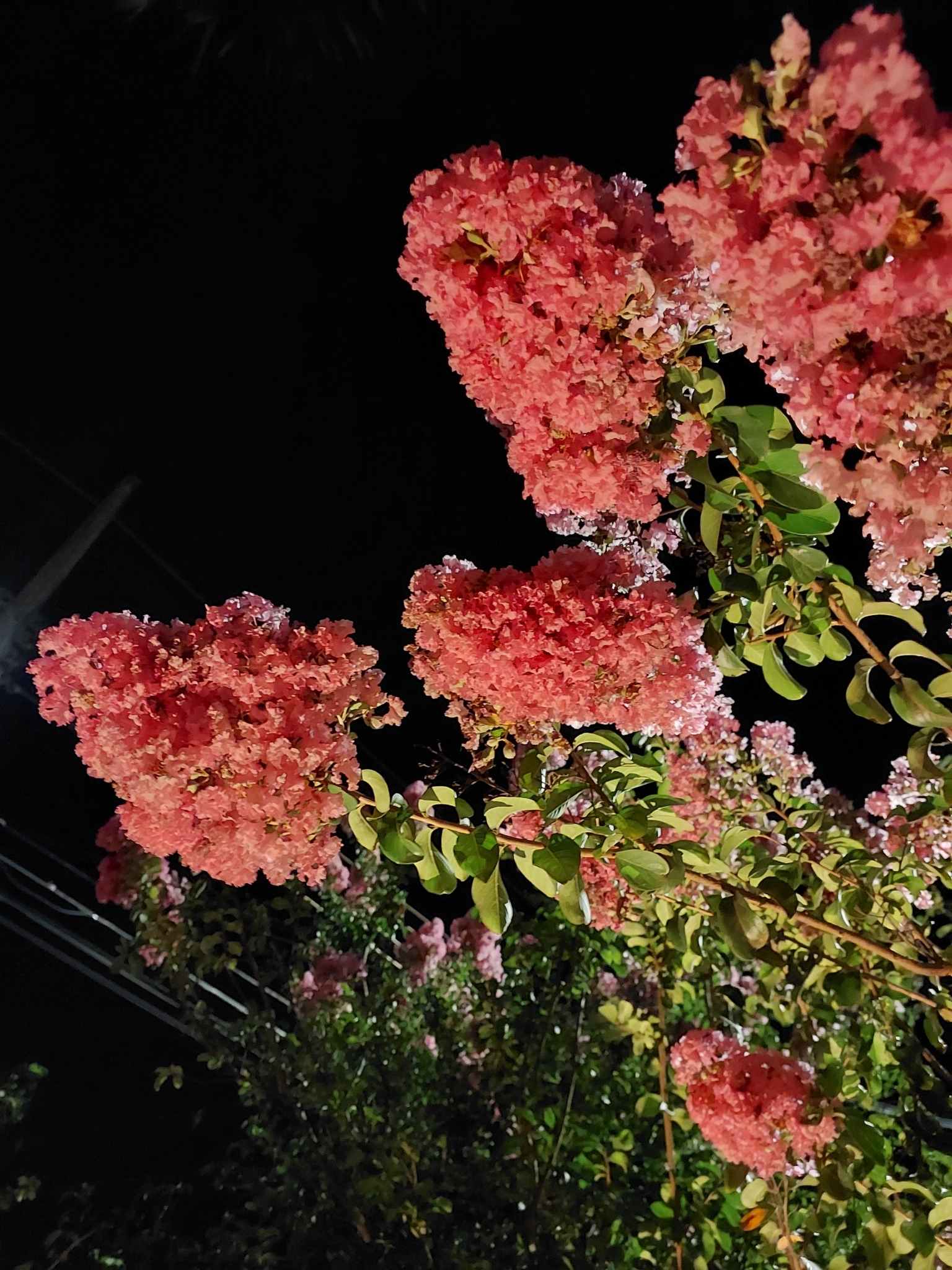 Lagerstroemia indica