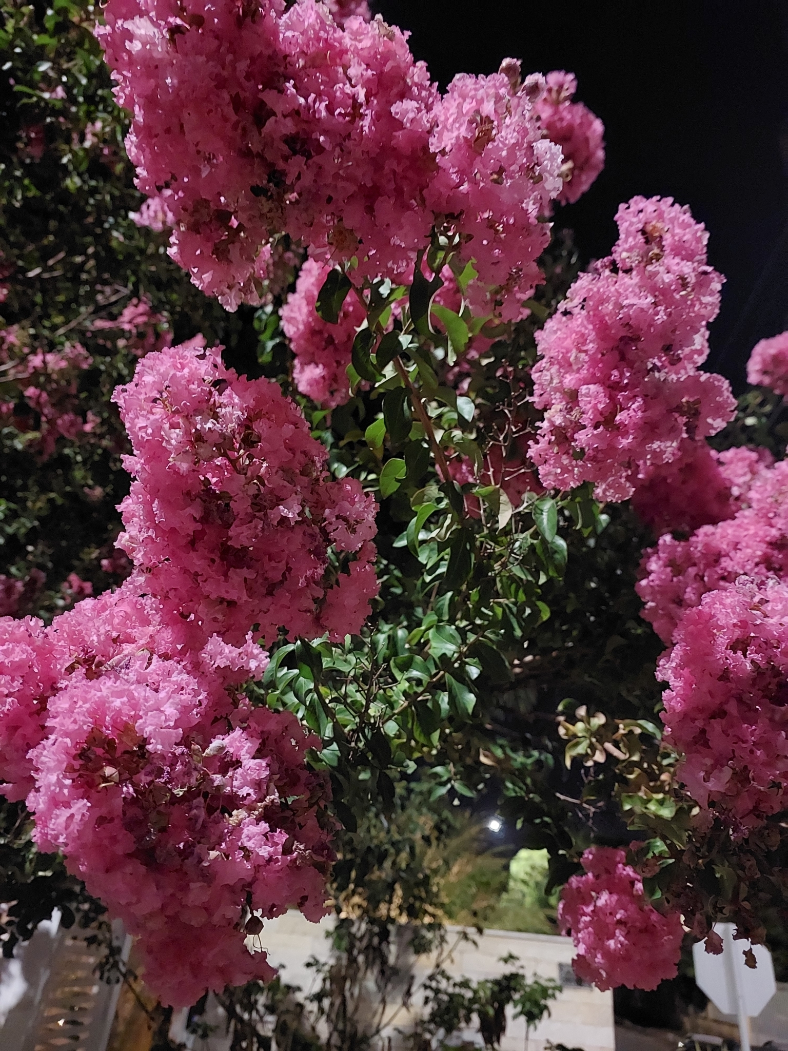 Lagerstroemia indica