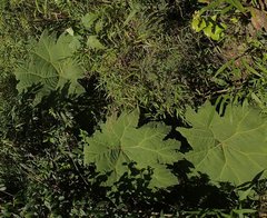 Gunnera brephogea