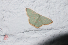 Comostola meritaria