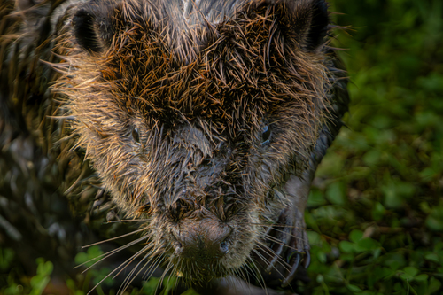 American Beaver photographed in Georgia