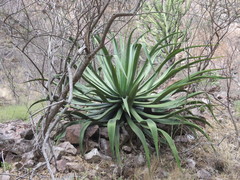 Agave vilmoriniana