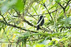 Thamnophilus atrinucha