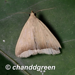 Simplicia mistacalis