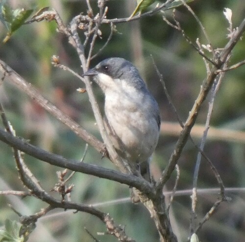 Cinereous Warbling Finch (Microspingus cinereus), photo 5