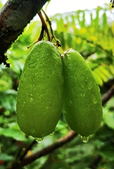 Averrhoa bilimbi image