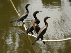Nannopterum brasilianum