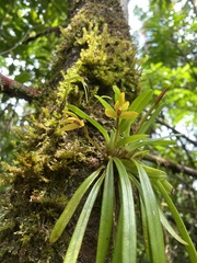 Maxillaria brachybulbon image