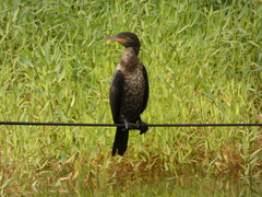 Nannopterum brasilianum