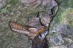 Steatornis caripensis