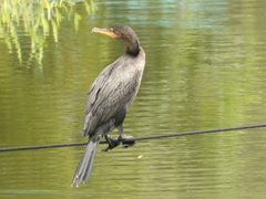 Nannopterum brasilianum