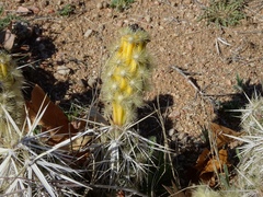 Grusonia clavata