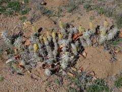Grusonia clavata