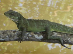 Physignathus cocincinus