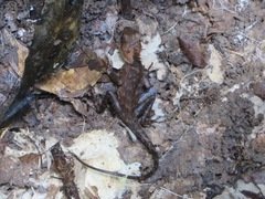 Acanthosaura cardamomensis