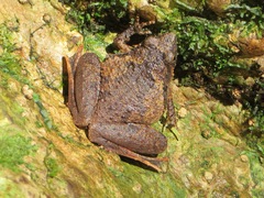 Microhyla berdmorei