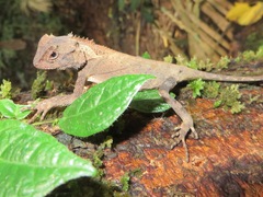 Acanthosaura lepidogaster