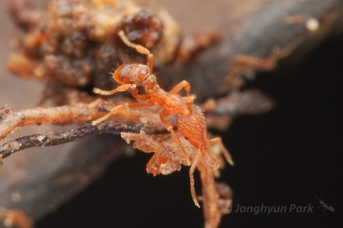 Strumigenys rofocalaStrumigenys rofocala